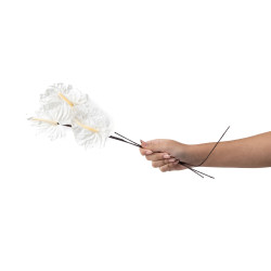 Anthurium stabilisé 30