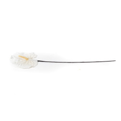 Anthurium stabilisé 30