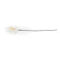 Anthurium stabilisé 30