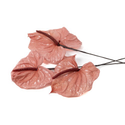 Anthurium stabilisé 30