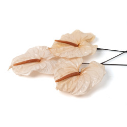 Anthurium stabilisé 30
