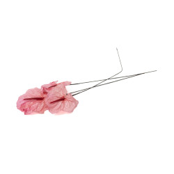 Anthurium stabilisé 30