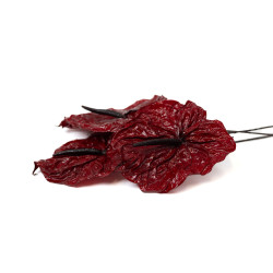 Anthurium stabilisé 30