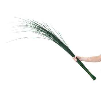 Gynerium stabilisé 500g 15