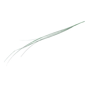 Gynerium stabilisé 500g 15