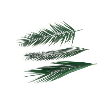 Palme Phoenix stabilisée 15