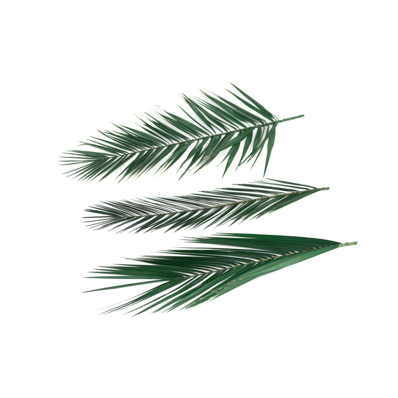 Palme Phoenix stabilisée 15