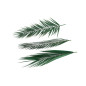 Palme Phoenix stabilisée 15