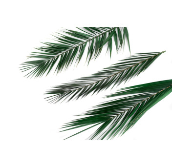Palme Phoenix stabilisée 15