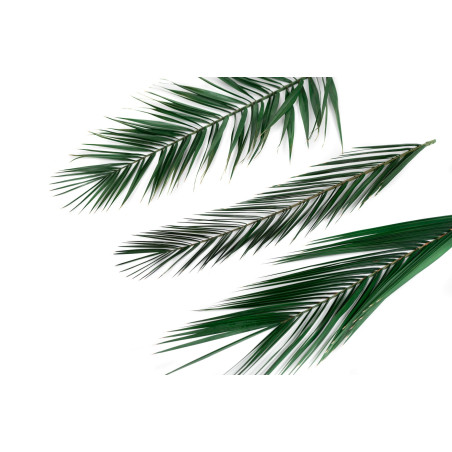 Palme Phoenix stabilisée 15
