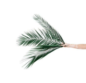 Palme Phoenix stabilisée 15