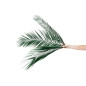 Palme Phoenix stabilisée 15