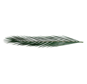Palme Phoenix stabilisée 15