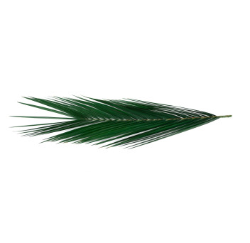 Palme Phoenix stabilisée 15