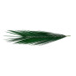 Palme Phoenix stabilisée 15