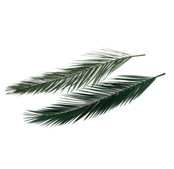Palme Phoenix stabilisée 15