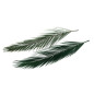 Palme Phoenix stabilisée 15