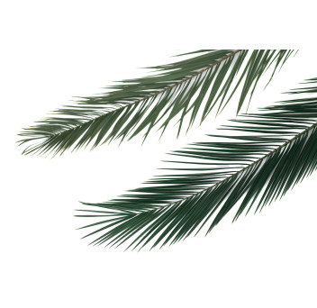 Palme Phoenix stabilisée 15