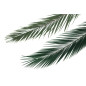 Palme Phoenix stabilisée 15
