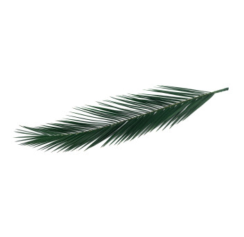 Palme Phoenix stabilisée 15