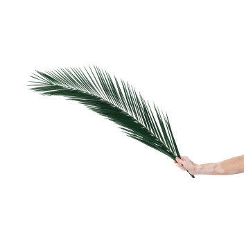 Palme Phoenix stabilisée 15