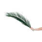Palme Phoenix stabilisée 15