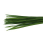 Miscanthus stabilisé 30