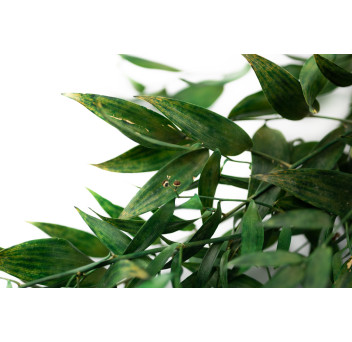 Ruscus stabilisé 11