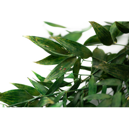 Ruscus stabilisé 11