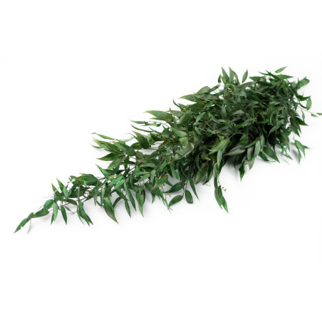 Ruscus stabilisé 11