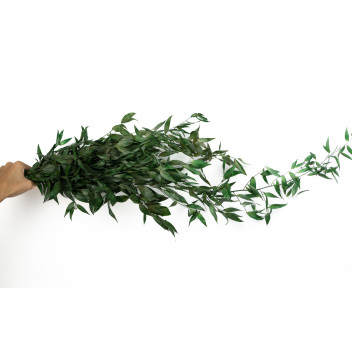 Ruscus stabilisé 11