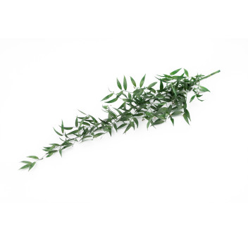 Ruscus stabilisé 11