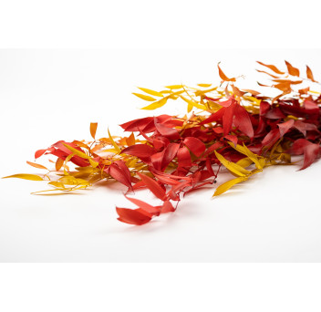 Ruscus stabilisé 11