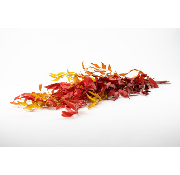 Ruscus stabilisé 11