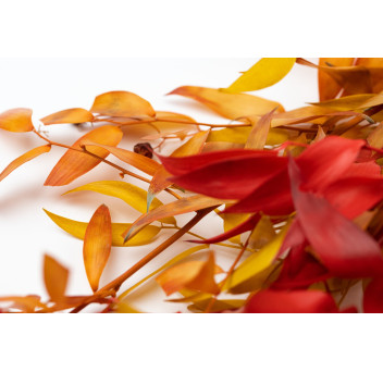 Ruscus stabilisé 11