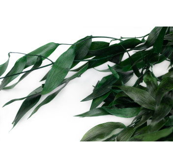 Ruscus stabilisé 11