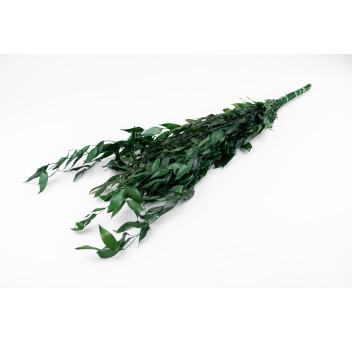 Ruscus stabilisé 11