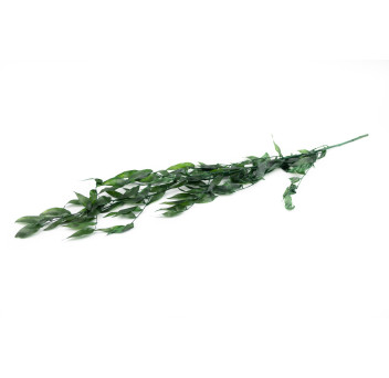 Ruscus stabilisé 11