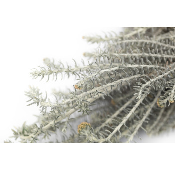 Ozothamnus stabilisé naturel 6