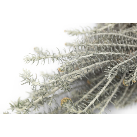 Ozothamnus stabilisé naturel 6