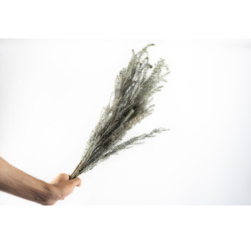 Ozothamnus stabilisé naturel 6