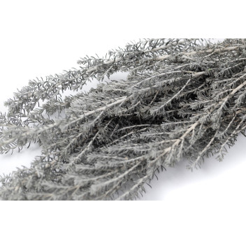 Ozothamnus stabilisé naturel 6