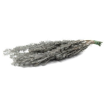 Ozothamnus stabilisé naturel 6