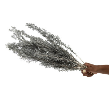 Ozothamnus stabilisé naturel 6