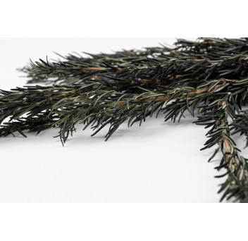 Romarin stabilisé 6