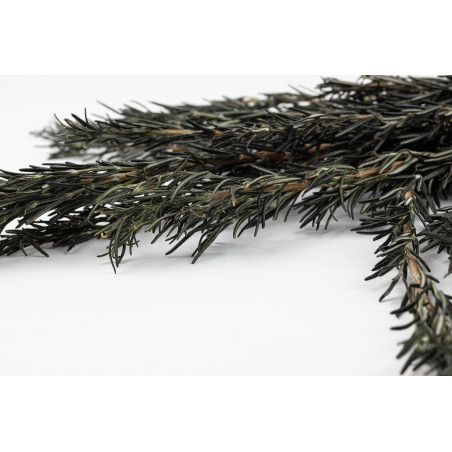 Romarin stabilisé 6