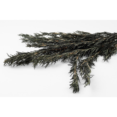 Romarin stabilisé 6