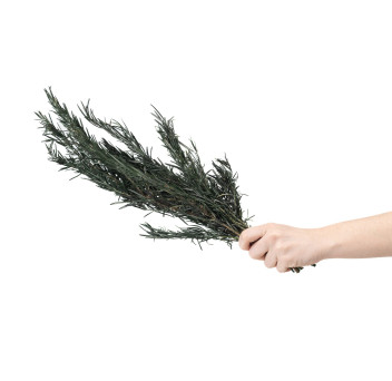 Romarin stabilisé 6