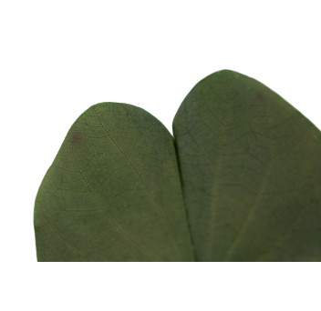 Nenuphar stabilisé 14