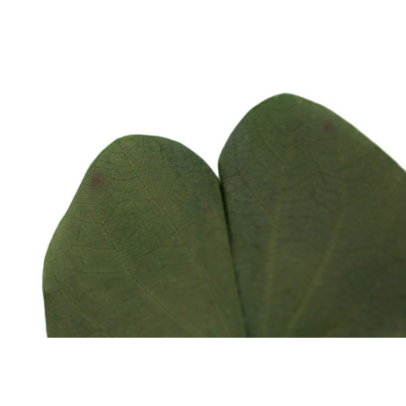 Nenuphar stabilisé 14